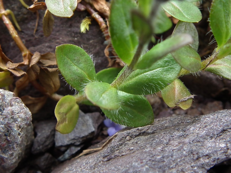 Veronica alpina / Veronica delle Alpi